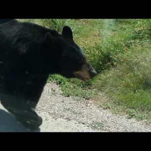 Meet your Posher, Jenny